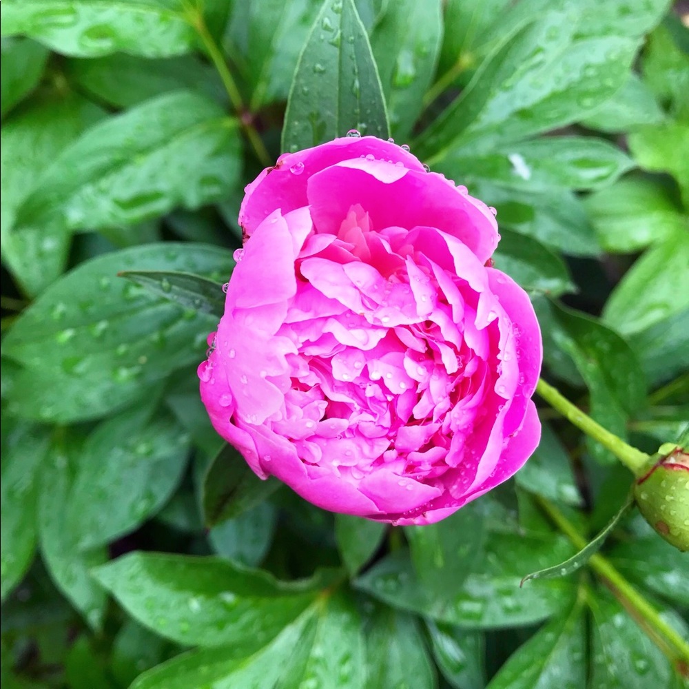 Meet your Posher, Alejandra